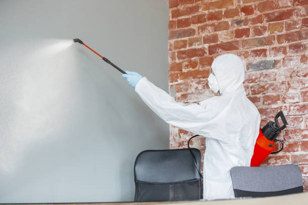 Best Mold Damage Restoration  in Mount Olive, AL